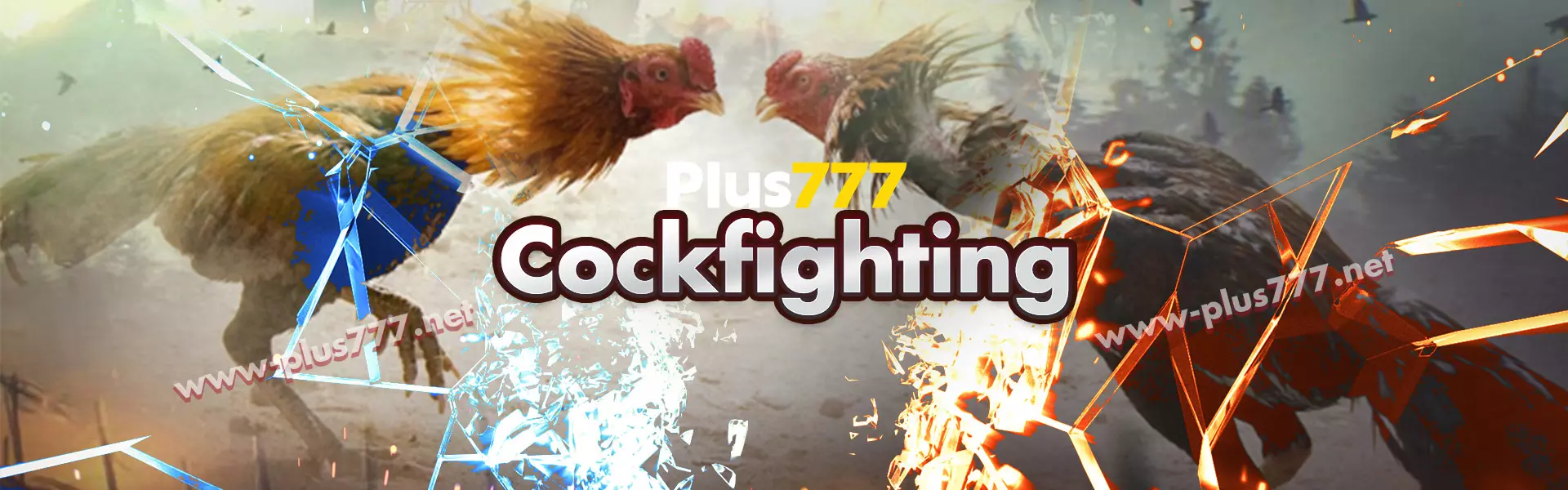 Cockfighting